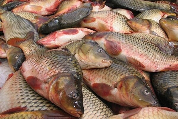 تولید سالانه  ۱۶۰۰ تن ماهی در استخرهای کشاورزی قزوین