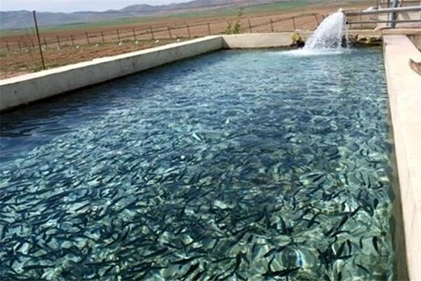 توان تولید ۱۰۰۰ تن ماهی در شهرک شیلات مراغه