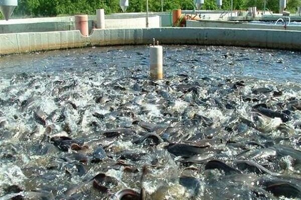 طرح پرورش ماهی قزل‌آلا تا ۲ هزار تن در حاشیه رودخانه حاجیلر چای ورزقان