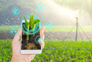 بهینه سازی سودآوری گله های دام با فناوری های نوین| کاهش ۷۰درصدی مصرف آب در مزارع عمودی