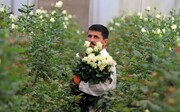 خزان تولیدات گل و گیاه در سایه کرونا؛ بازار زانوی غم بغل کرد