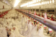 خرید مرغ از تولیدکنندگان با نرخ ۱۴۵۰۰ تومان توسط پشتیبانی امور دام