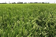 کشاورزان زنجانی برنج کشت نکنند