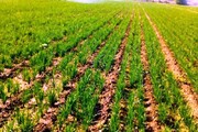 پیش‌بینی افزایش کشت برنج به ۵۵۰ هزار هکتار در استان‌های شمالی