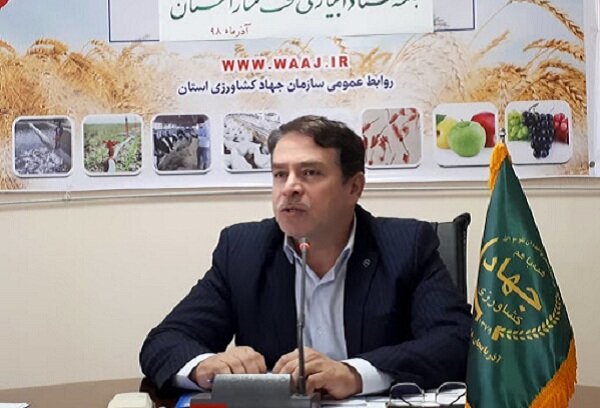 پیش بینی برداشت ۶۳۰ هزار تن گندم از مزارع آذربایجان غربی
