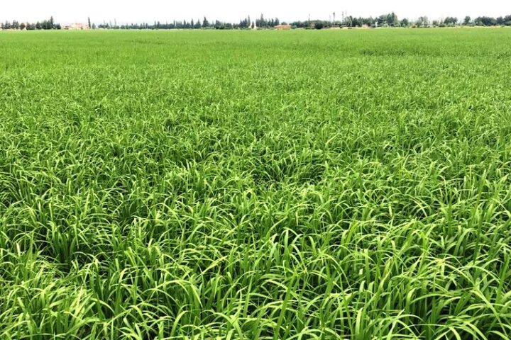 افزایش خشکه‌کاری برنج در سایه خشکسالی در مازندران