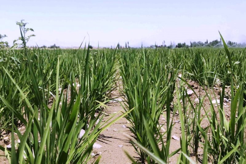 ادامه برنج کاری در ایلام| کشاورزان از محصولات جایگزین استقبال نکردند