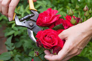 ۲۴ میلیون شاخه گل رز توسط بانوان کارآفرین کهگیلویه و بویراحمدی تولید شد