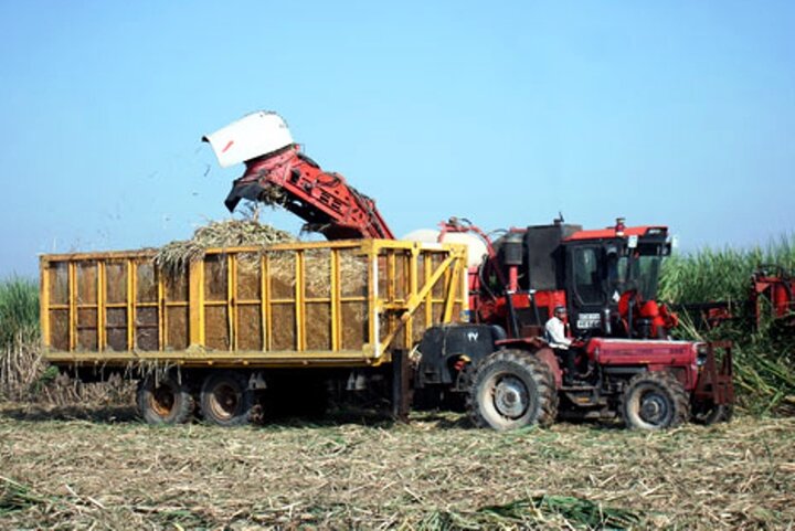 کشت ۵ هزار و ۵۰۰ هکتار گندم در مزارع آیشی واحدهای نیشکر