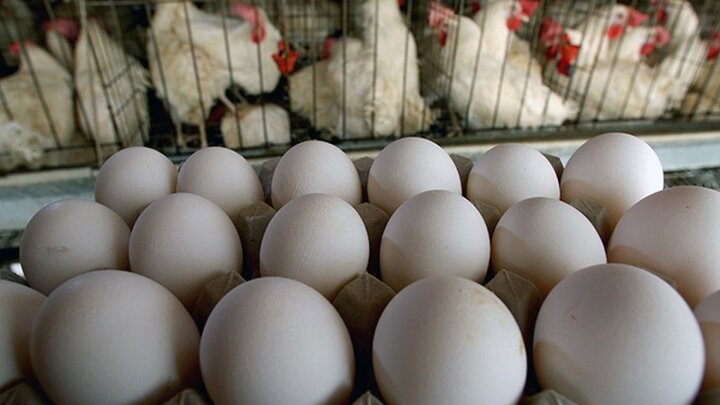 فروش تخم مرغ بیش از قیمت مصوب|بازار گلستان در انحصار دلالان است