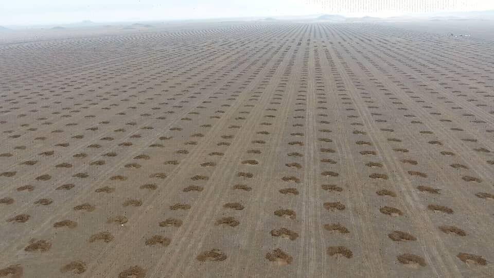کاشت ۶ میلیون اصله نهال در اراضی ملی ایلام