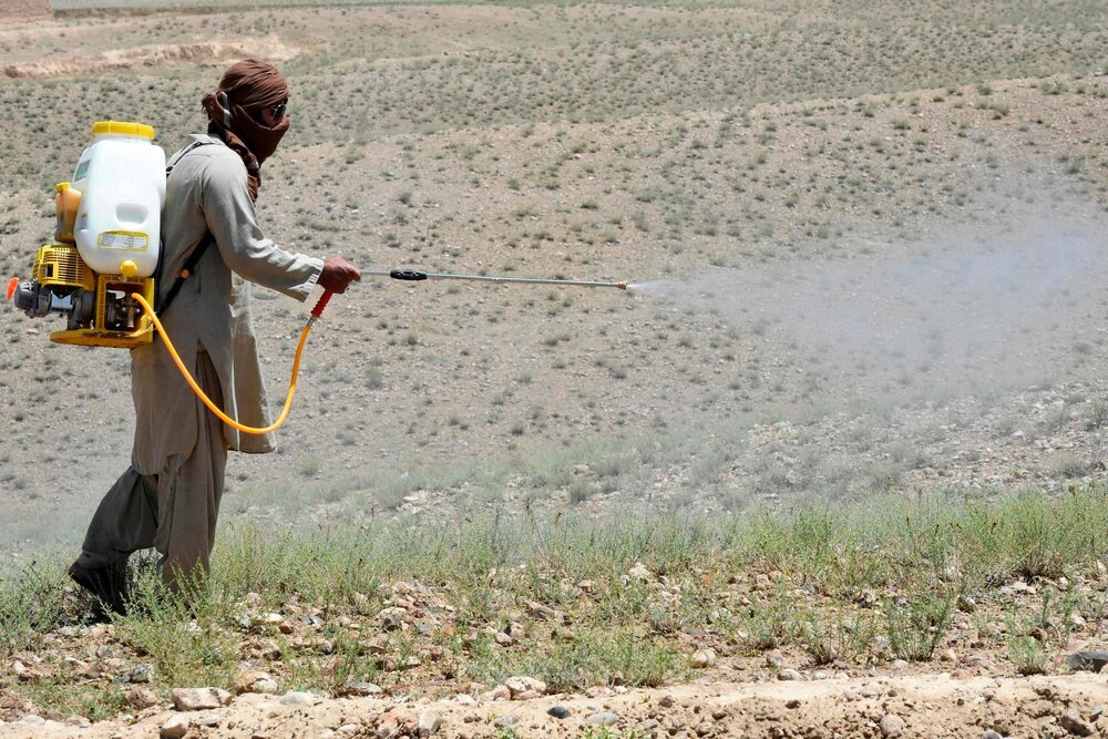 مبارزه با ملخ صحرایی در ۱۱۰ هزار هکتار از مراتع سیستان و بلوچستان