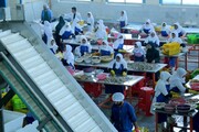 صادرات ۴۰۰ تن ماهی و میگو از بندر دیر/ ۷۰۰ فرصت شغلی ایجاد شد