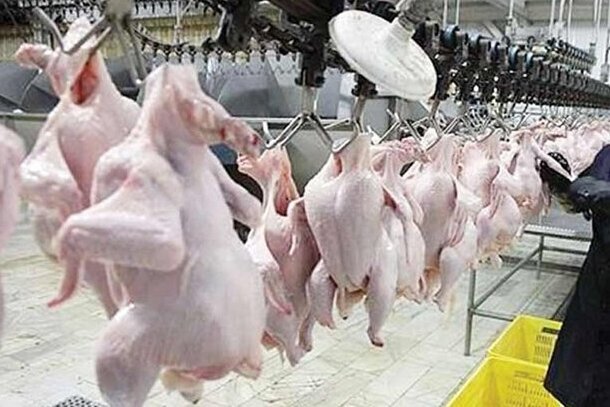 تعطیلی کشتارگاه‌های مرغ در ایلام ممنوع است
