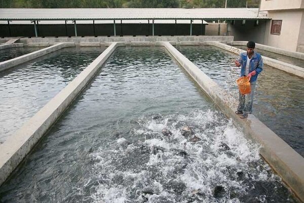 زیرساخت‌ها برای تولید ۵ هزار تُن ماهی سی باس دریایی در خوزستان فراهم شد| اجرای موفق در آبادان