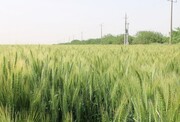 آذربایجان شرقی جزو استان‌های برتر خوشه طلایی در کشور؛ گندم در انبارها خاک نخورد