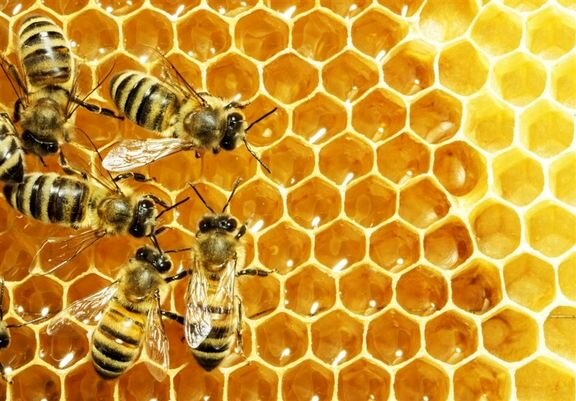  ۶ زنجیره تولید عسل در استان زنجان فعال است 