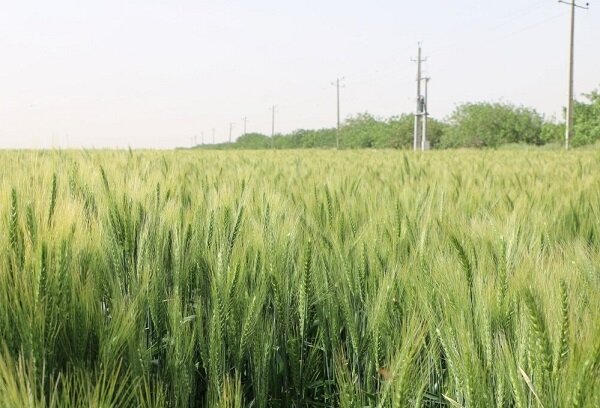 ۵۸ هزار هکتار از اراضی کشاورزی چهارمحال و بختیاری به کشت گندم اختصاص یافت