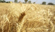 ۱۴ میلیون تن گندم در کشور تولید می شود