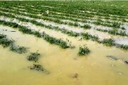 سیل ۵۸.۷ میلیارد تومان به کشاورزی آذربایجان‌شرقی خسارت زد