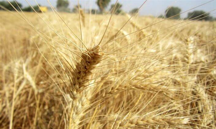 ۹۰۰۰ تن گندم از کشاورزان مناطق گرمسیری کهگیلویه و بویراحمد خریداری شد