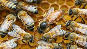 قاچاق ملکه‌های خارجی ترکیب ژنتیکی زنبور عسل ایرانی را  تهدید می‌کند