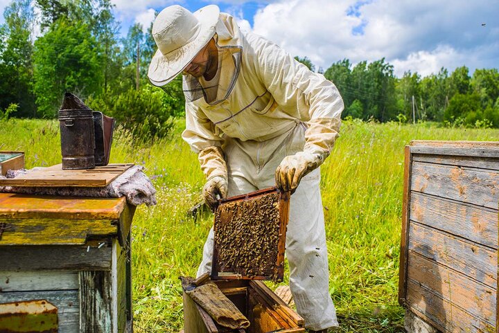 جهادکشاورزی فقط در آرزوی افزایش تولید است| هزینه تولید هر کیلو عسل طبیعی ۱۱۰هزار تومان