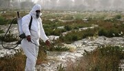 مبارزه با ملخ صحرایی در هفت استان جنوبی کشور انجام شد