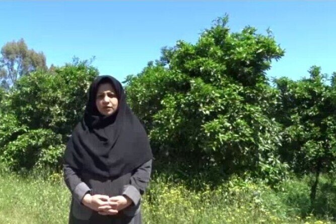 گیاهان پوششی؛ خداحافظی با علفهای هرز در باغات مرکبات گیاهان پوششی؛ خداحافظی با علفهای هرز در باغات مرکبات