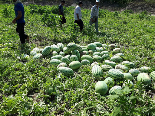 ۱۵۰۰۰ تن هندوانه از مزارع گچساران برداشت می شود