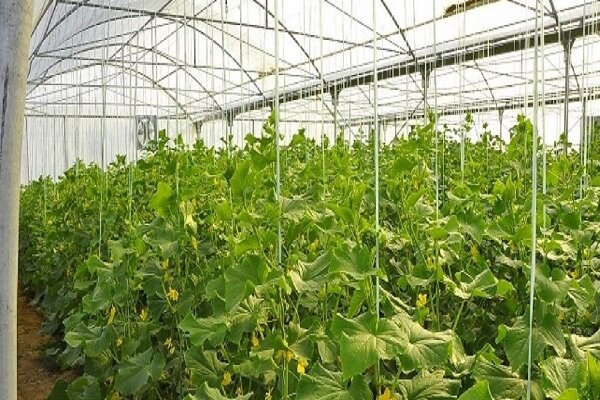 ۲۰۰ پروانه احداث گلخانه در چهارمحال و بختیاری صادر شد