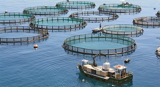 ظرفیت تقریبی ۵میلیون تنی و تولید سالانه ۱۵هزار تن ماهی در قفس