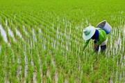 محدودیت کشت برنج در استان‌های کم بارش| کشاورزی سنتی نداریم
