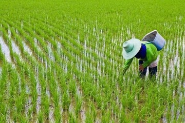 نشاء برنج برای مدیریت منابع آبی استان سرعت گیرد