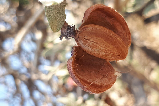 کاشت و پرورش درختی پول‌ساز در ساوه و زرندیه؛ همه چیز درباره بادام کوهی