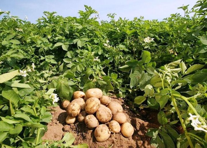 سود صادرات سیب‌زمینی به جیب تجار جمهوری آذربایجان می‌رود