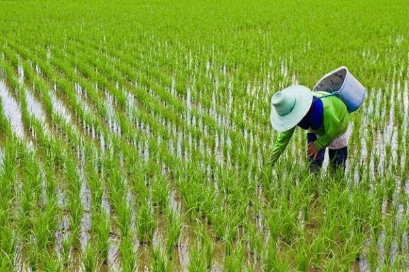 ادامه برنج کاری در ایلام| کشاورزان از محصولات جایگزین استقبال نکردند