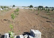 کشت محصولات باغی در ۷۰۰ هکتار از اراضی شیبدار کرمانشاه