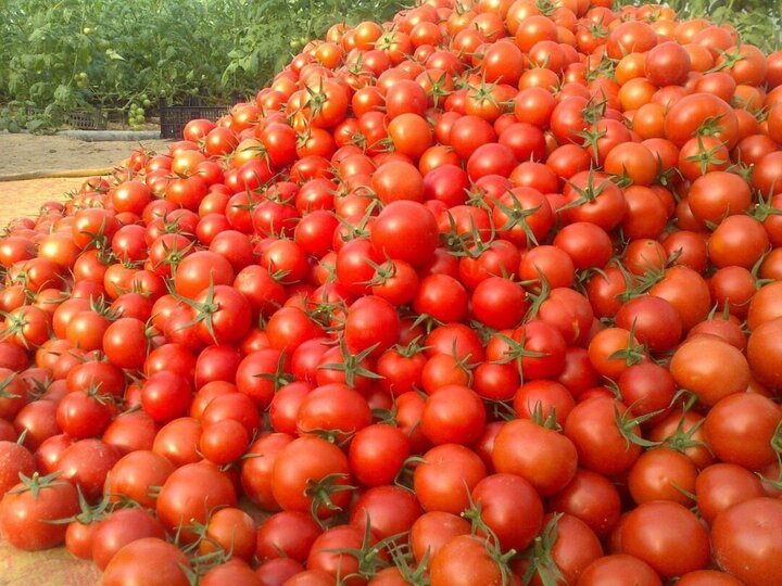 ۵۰۰ تن گوجه در کهگیلویه و بویراحمد از کشاورزان خریداری شد