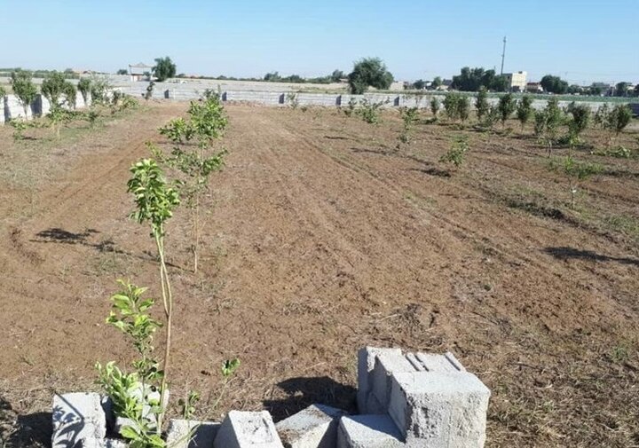کشت محصولات باغی در ۷۰۰ هکتار از اراضی شیبدار کرمانشاه 