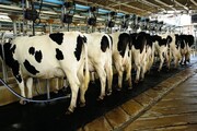 دامداران در انتظار اعلام قیمت شیر خام| تولید سالانه ۱۱میلیون و ۵۰۰هزار تن شیر در کشور