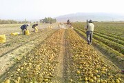 ۱۱۴ هزار بهره بردار بخش کشاورزی در استان همدان فعالیت دارند