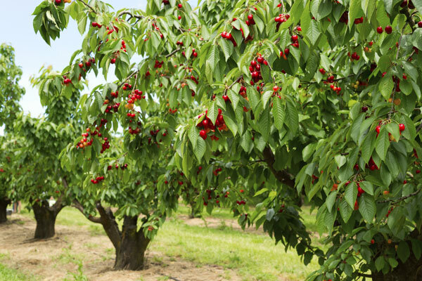 یک سوم از باغات میوه کشور نیازمند اصلاح و ترمیم است
