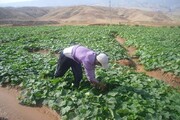 اشتغالزایی برای ۱۶۱۸ نفر در استان مرکزی/  ۸۱ طرح کشاورزی افتتاح می شود