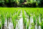 گردش مالی ۱۲ هزار میلیارد تومانی تولید برنج در گیلان