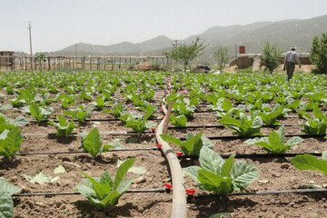 رشد ۹درصدی بازار جهانی آبیاری قطره ای تا ۲۰۲۹؛ اپلیکیشن موبایلی مدیریت آب هند به میدان آمد