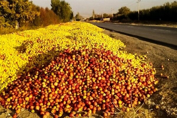 صادرات بیش از ۱۵۰ هزار تن سیب درختی از آذربایجان غربی| ضرورت راه اندازی واحدهای تولید چیپس میوه