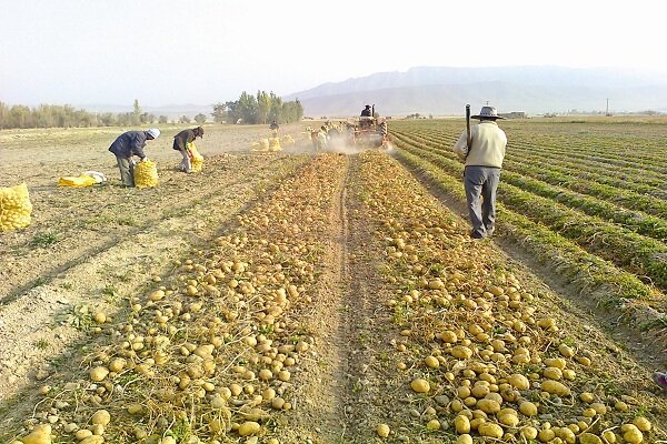 قطب تولید سیب زمینی کشور و ماجرای دلالی در صادرات| ۸۰ درصد کشاورزان متضرر شدند