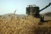 ۲۲۰ هزار تن گندم  از کشاورزان قزوینی خریداری می‌شود