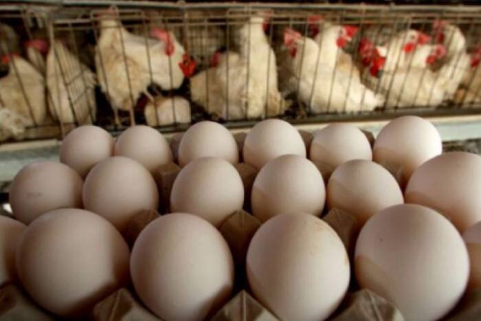 ۴۰۰ مرغداری در اصفهان متروکه است| افزایش ۱۸۰ تومانی قیمت هر کیلو نهاده دام و طیور 